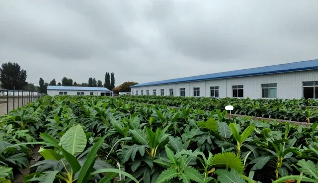 健康管理服务适用条件与选择依据分析